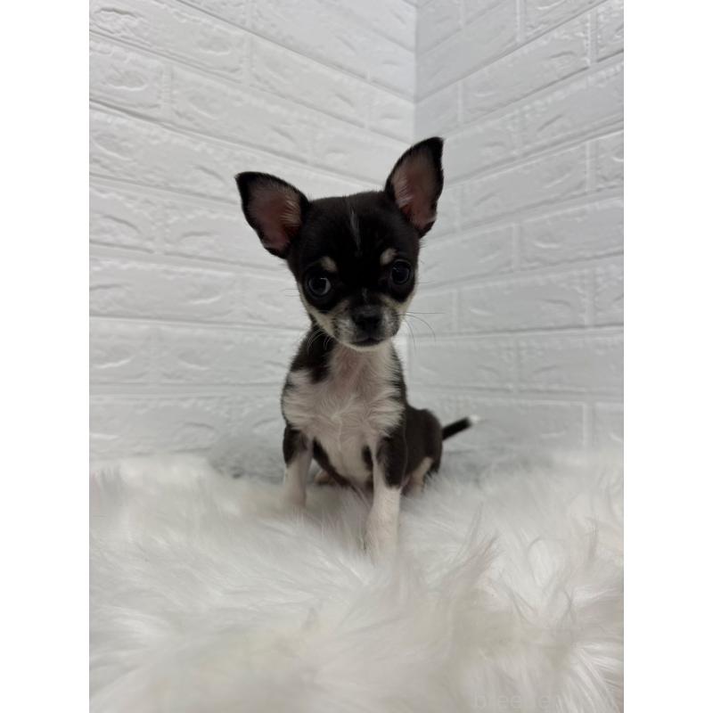 成約済の岡山県のチワワ(スムースコート)-430570の13枚目