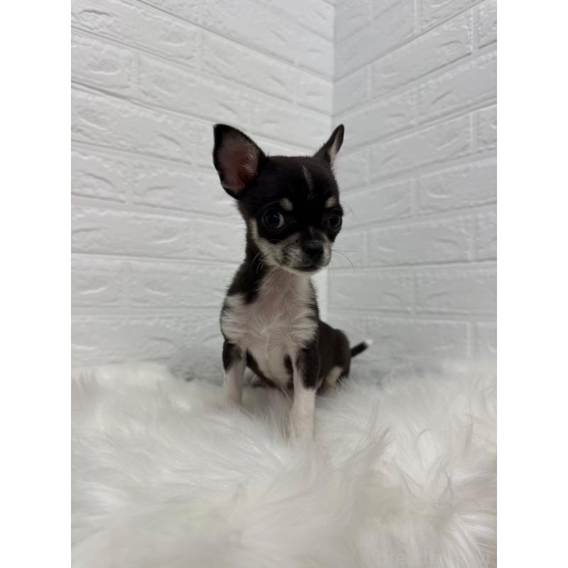 成約済の岡山県のチワワ(スムースコート)-430570の11枚目