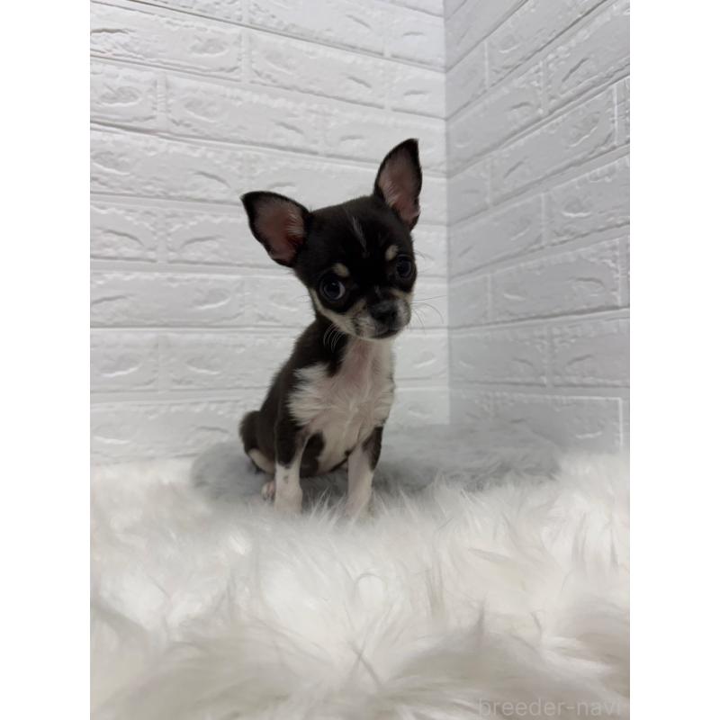 成約済の岡山県のチワワ(スムースコート)-430570の10枚目