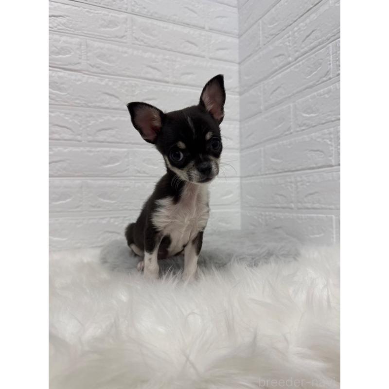 成約済の岡山県のチワワ(スムースコート)-430570の9枚目