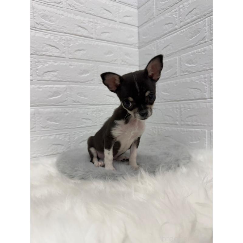 成約済の岡山県のチワワ(スムースコート)-430570の7枚目