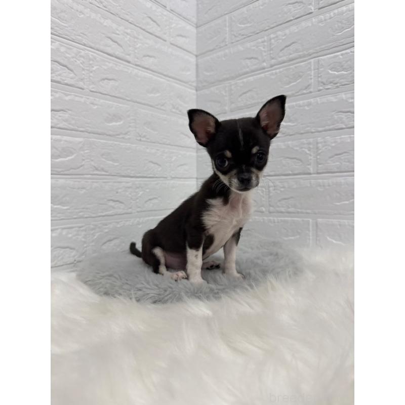 成約済の岡山県のチワワ(スムースコート)-430570の6枚目