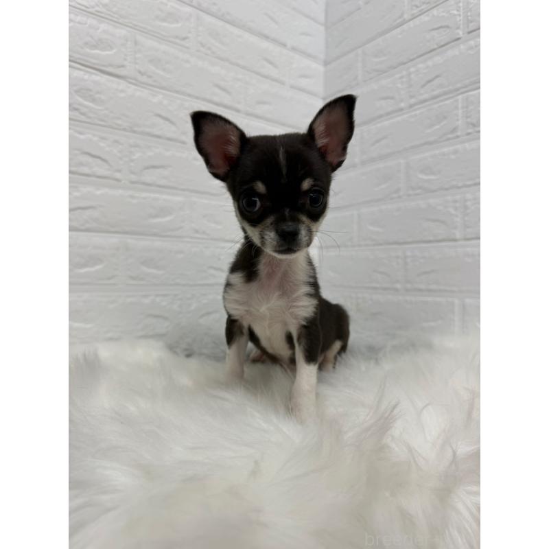 成約済の岡山県のチワワ(スムースコート)-430570の3枚目