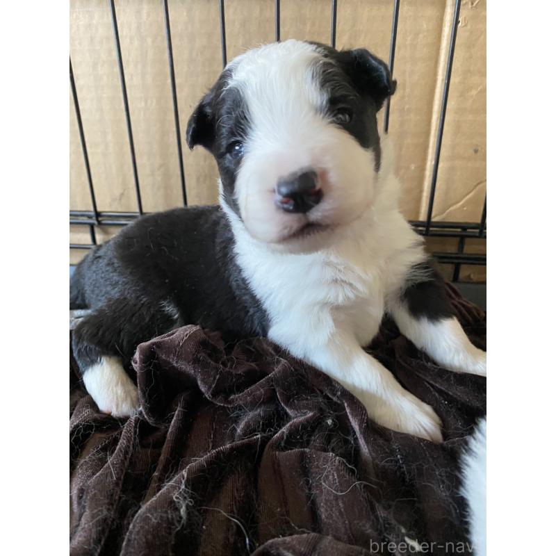 販売中の岡山県のボーダーコリー-436427の3枚目