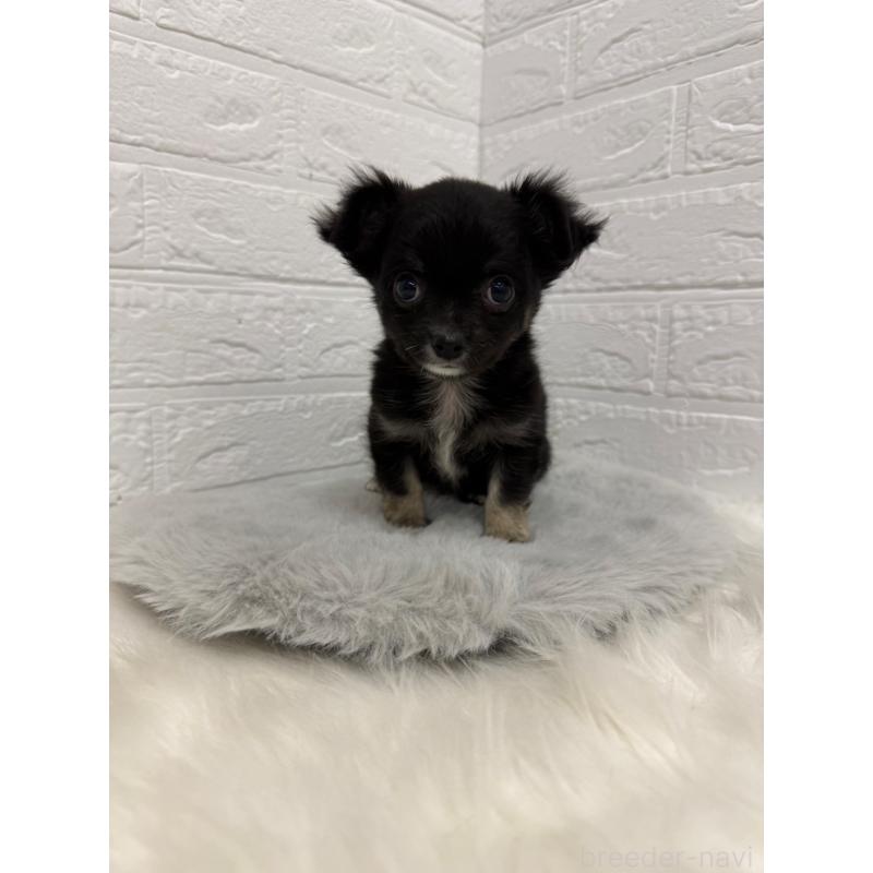 販売中の岡山県のチワワ(ロングコート)-435367の7枚目