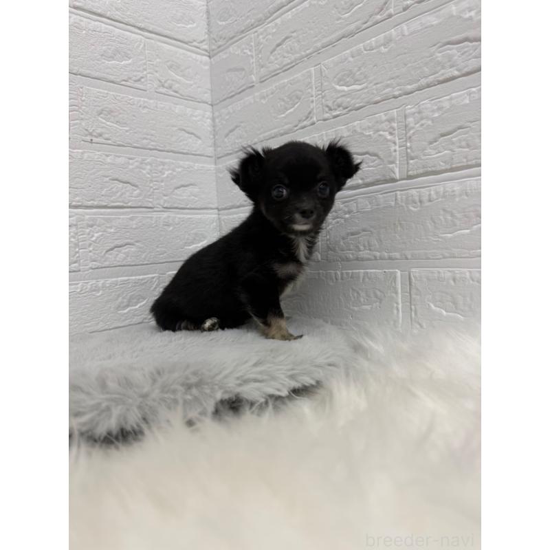 販売中の岡山県のチワワ(ロングコート)-435367の5枚目