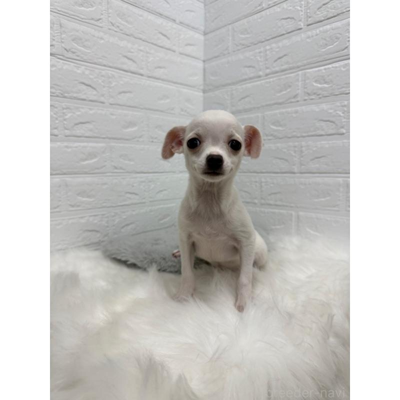 販売中の岡山県のチワワ(スムースコート)-427631の11枚目