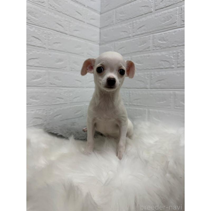 販売中の岡山県のチワワ(スムースコート)-427631の8枚目