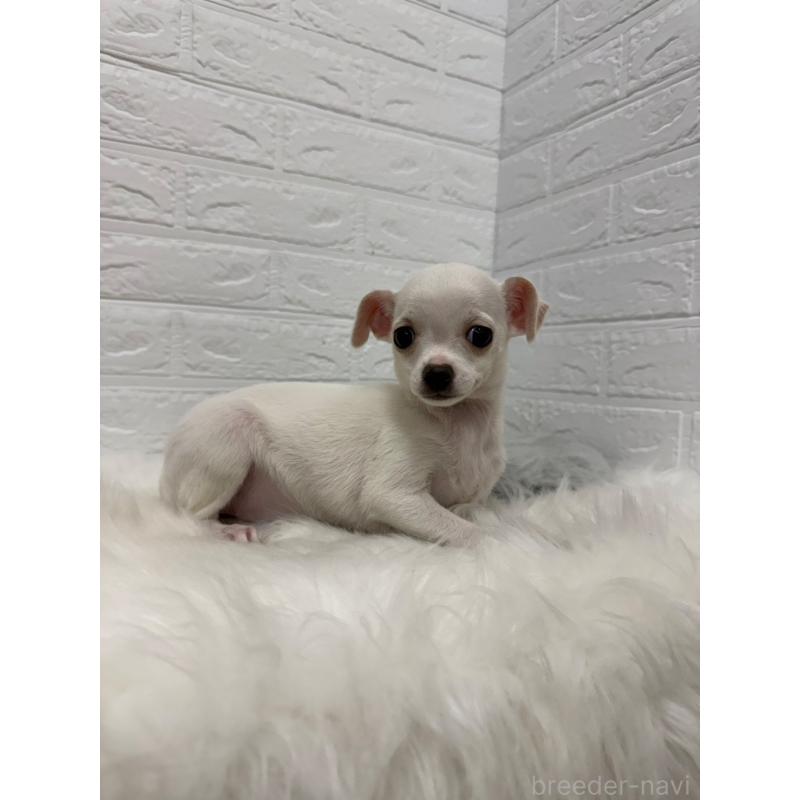 販売中の岡山県のチワワ(スムースコート)-427631の6枚目