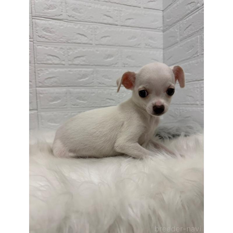 販売中の岡山県のチワワ(スムースコート)-427631の5枚目