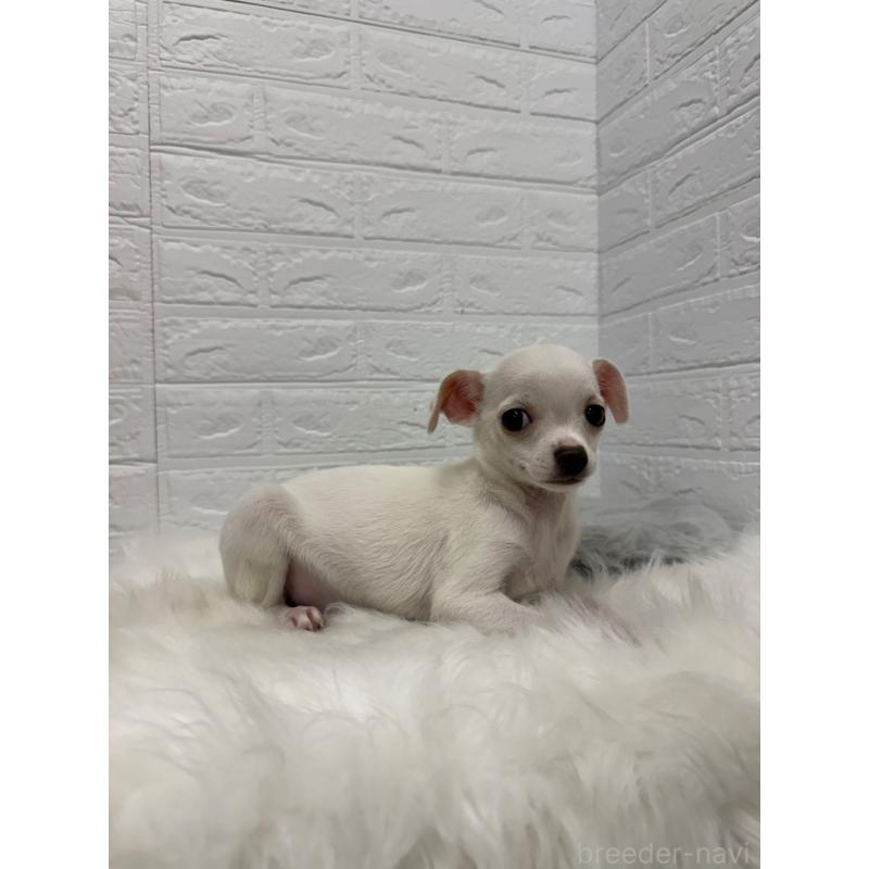 販売中の岡山県のチワワ(スムースコート)-427631の4枚目