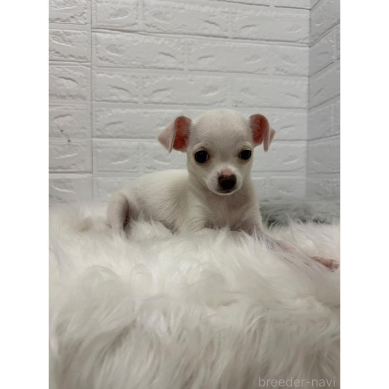 販売中の岡山県のチワワ(スムースコート)-427631の2枚目