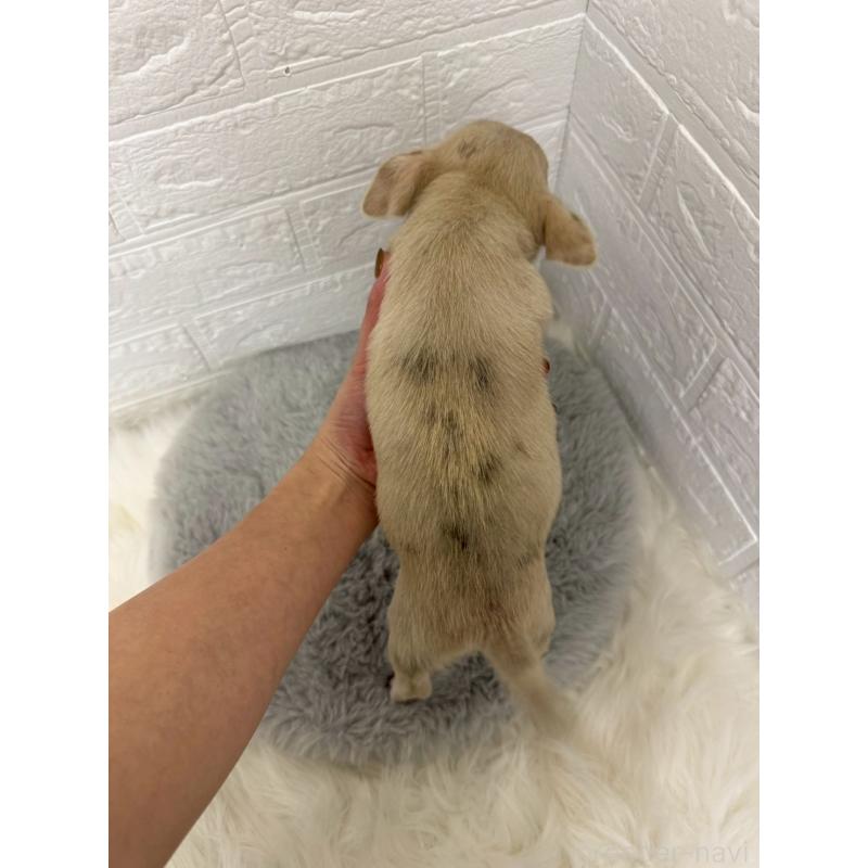 販売中の岡山県のチワワ(スムースコート)-436428の10枚目