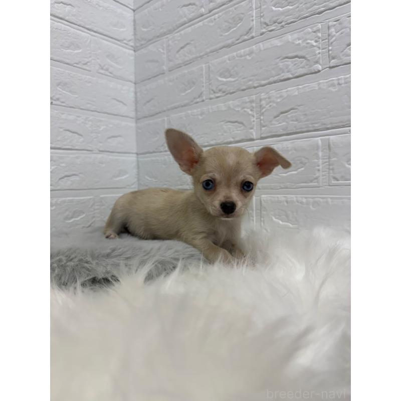 販売中の岡山県のチワワ(スムースコート)-436428の8枚目