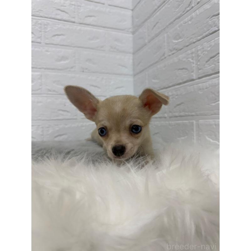 販売中の岡山県のチワワ(スムースコート)-436428の5枚目