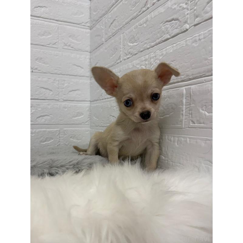 販売中の岡山県のチワワ(スムースコート)-436428の4枚目