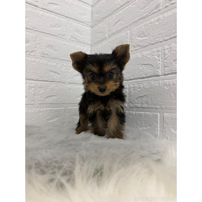 販売中の岡山県のヨークシャーテリア-436429の15枚目