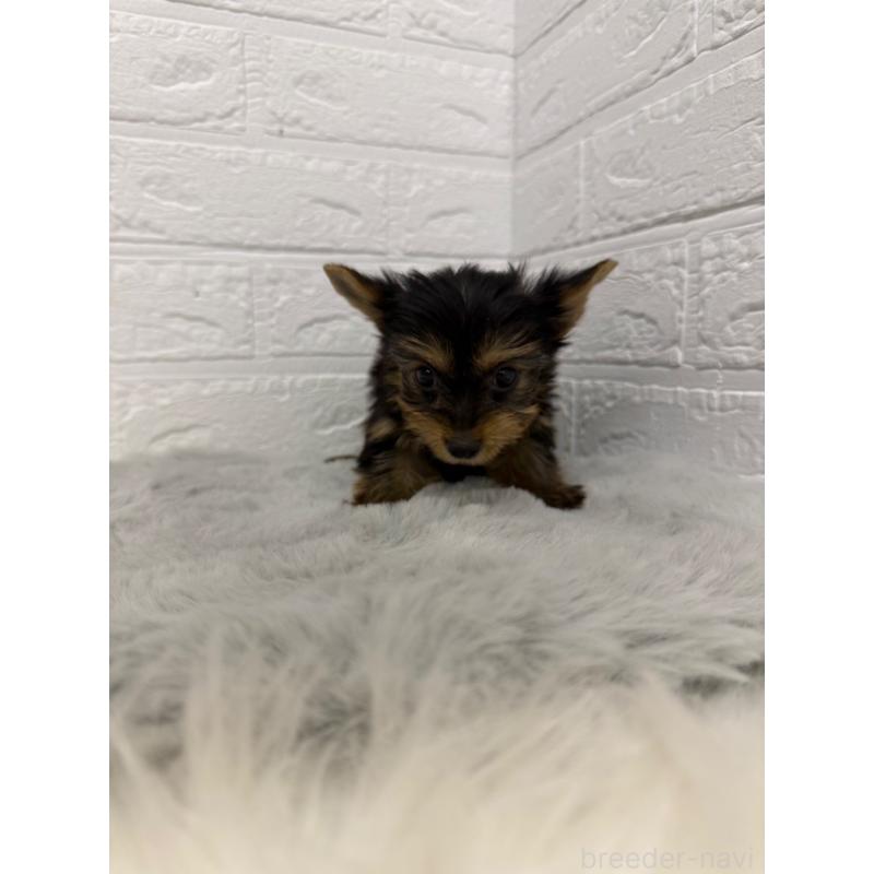 販売中の岡山県のヨークシャーテリア-436429の9枚目