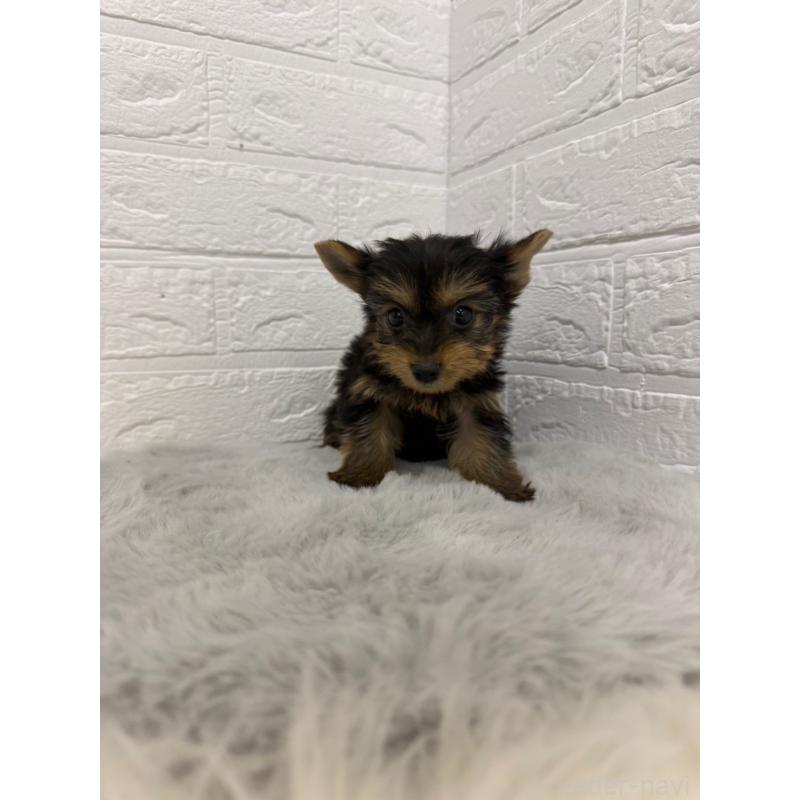 販売中の岡山県のヨークシャーテリア-436429の6枚目