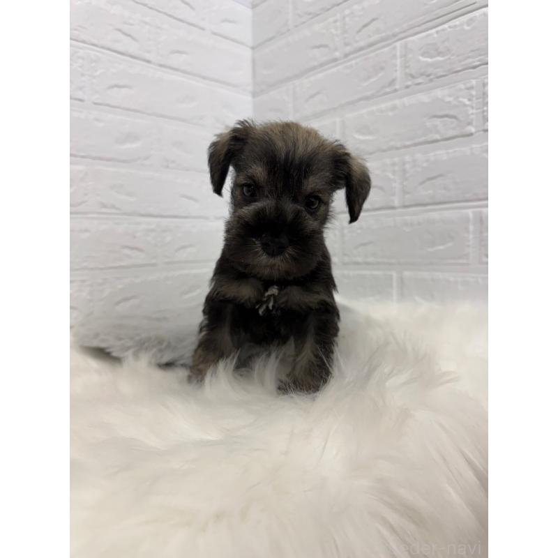 販売中の岡山県のミニチュアシュナウザー-436430の10枚目