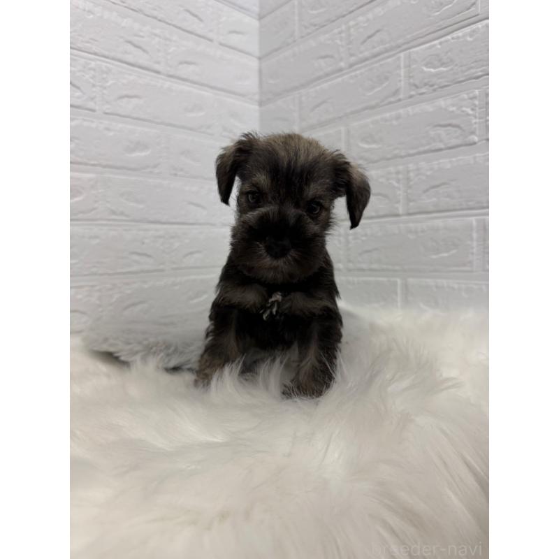 販売中の岡山県のミニチュアシュナウザー-436430の9枚目