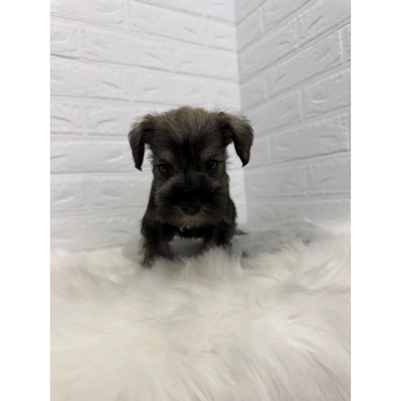 販売中の岡山県のミニチュアシュナウザー-436430の8枚目