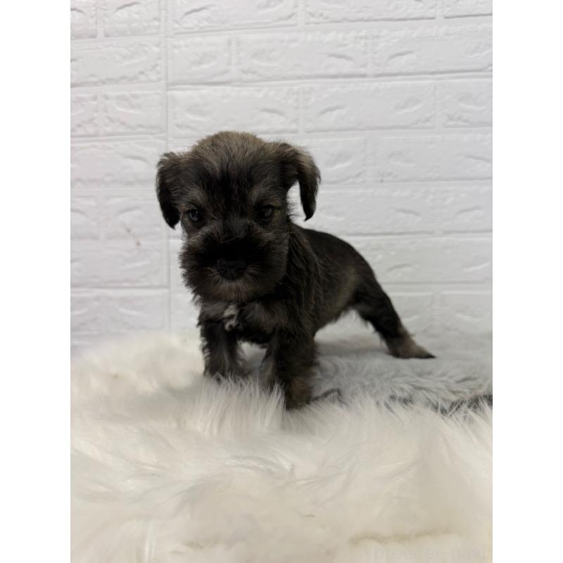 販売中の岡山県のミニチュアシュナウザー-436430の6枚目