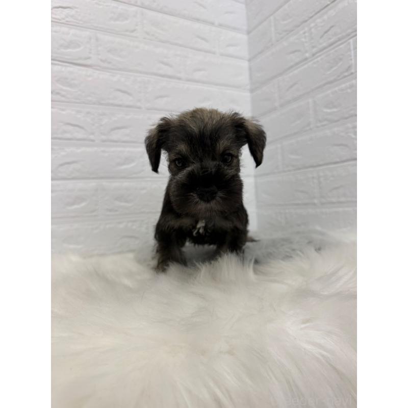 販売中の岡山県のミニチュアシュナウザー-436430の4枚目