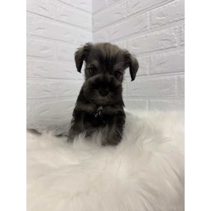 販売中の岡山県のミニチュアシュナウザー-436430の3枚目