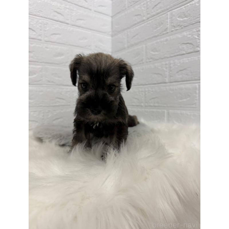 販売中の岡山県のミニチュアシュナウザー-436430の2枚目