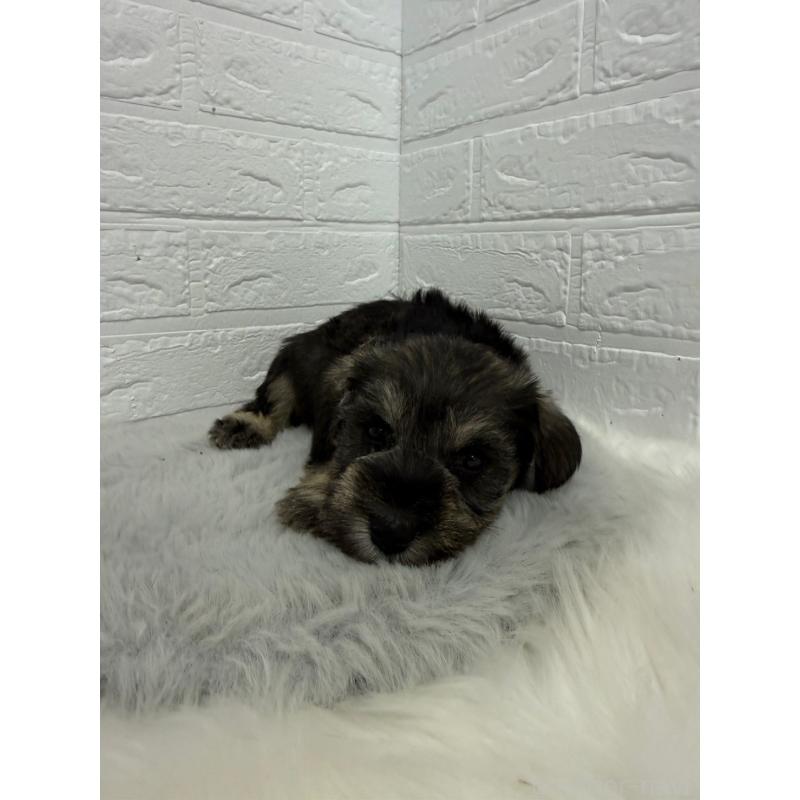 販売中の岡山県のミニチュアシュナウザー-436431の11枚目