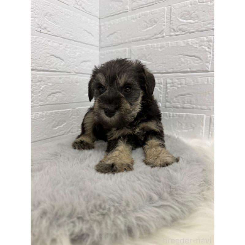 販売中の岡山県のミニチュアシュナウザー-436431の8枚目