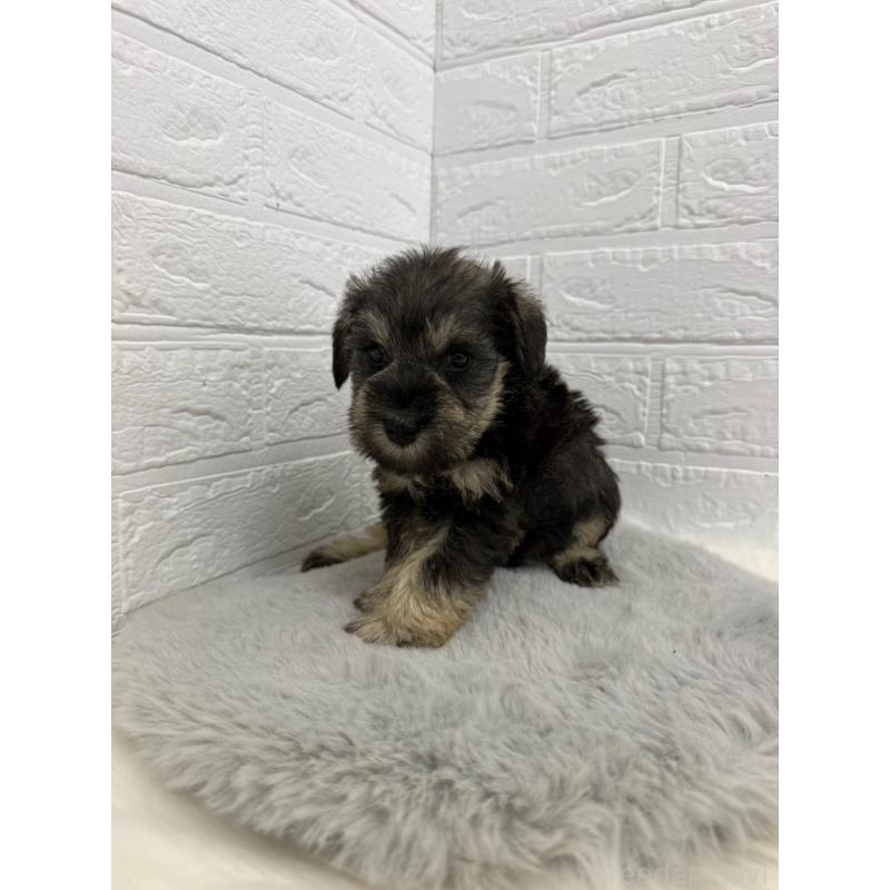 販売中の岡山県のミニチュアシュナウザー-436431の4枚目