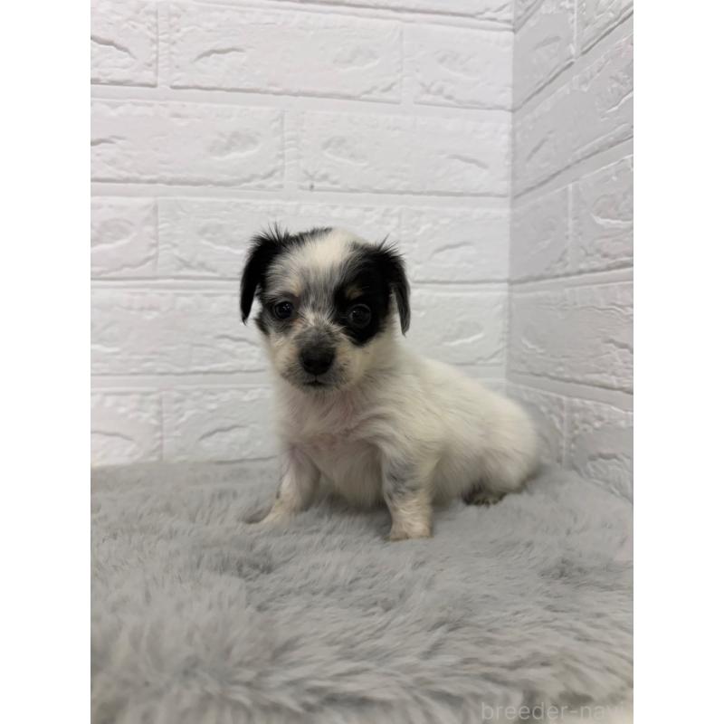 販売中の岡山県のチワックス:チワワ×ミニチュアダックスフンド-436432の7枚目