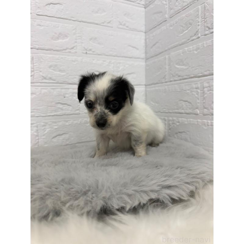 販売中の岡山県のチワックス:チワワ×ミニチュアダックスフンド-436432の5枚目