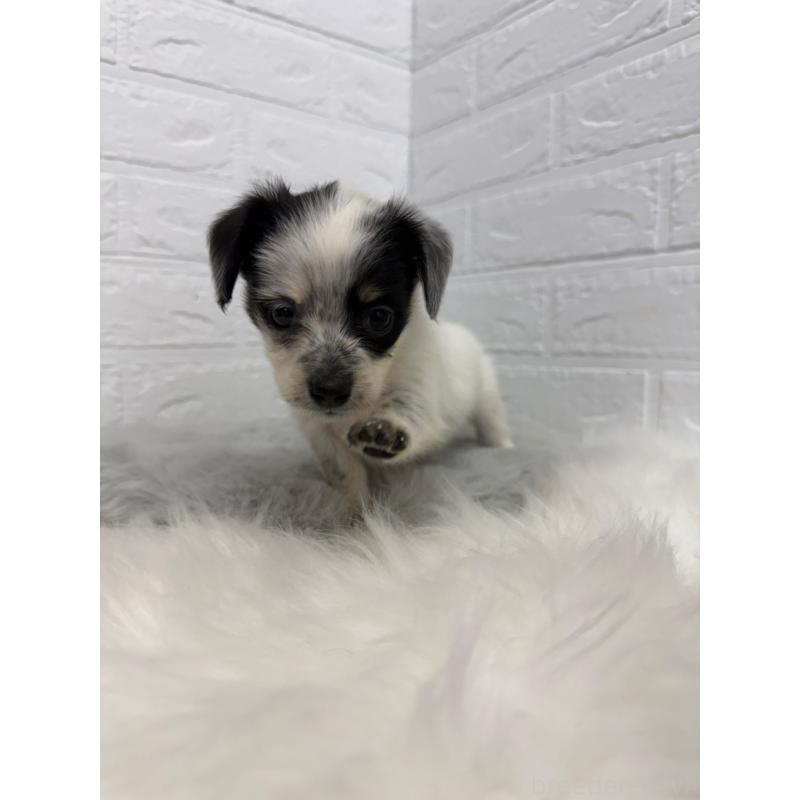 販売中の岡山県のチワックス:チワワ×ミニチュアダックスフンド-436432の4枚目