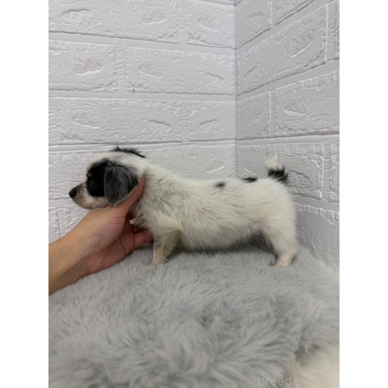 販売中の岡山県のチワックス:チワワ×ミニチュアダックスフンド-436432の2枚目