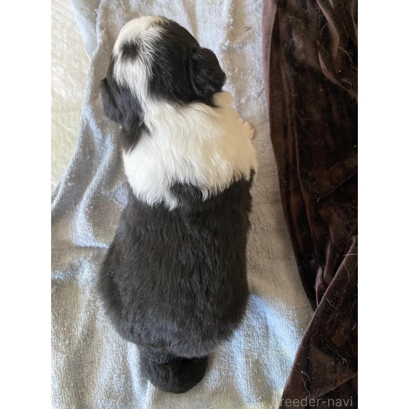 販売中の東京都のボーダーコリー-436433の4枚目