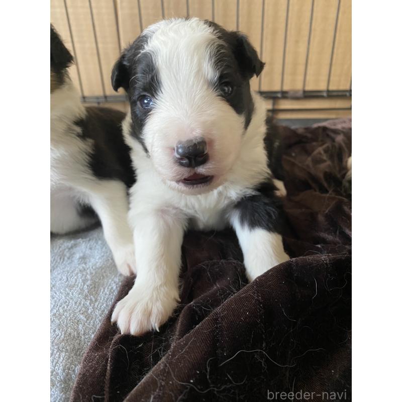 販売中の東京都のボーダーコリー-436433の3枚目