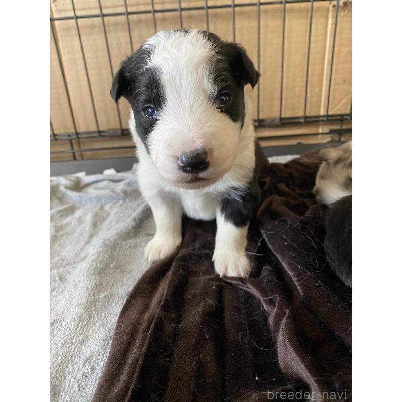 販売中の東京都のボーダーコリー-436433の2枚目