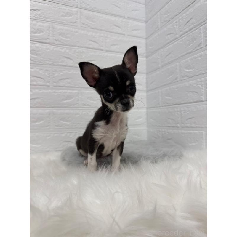 成約済の東京都のチワワ(スムースコート)-430709の8枚目