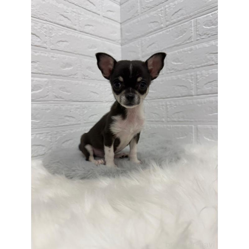 成約済の東京都のチワワ(スムースコート)-430709の4枚目