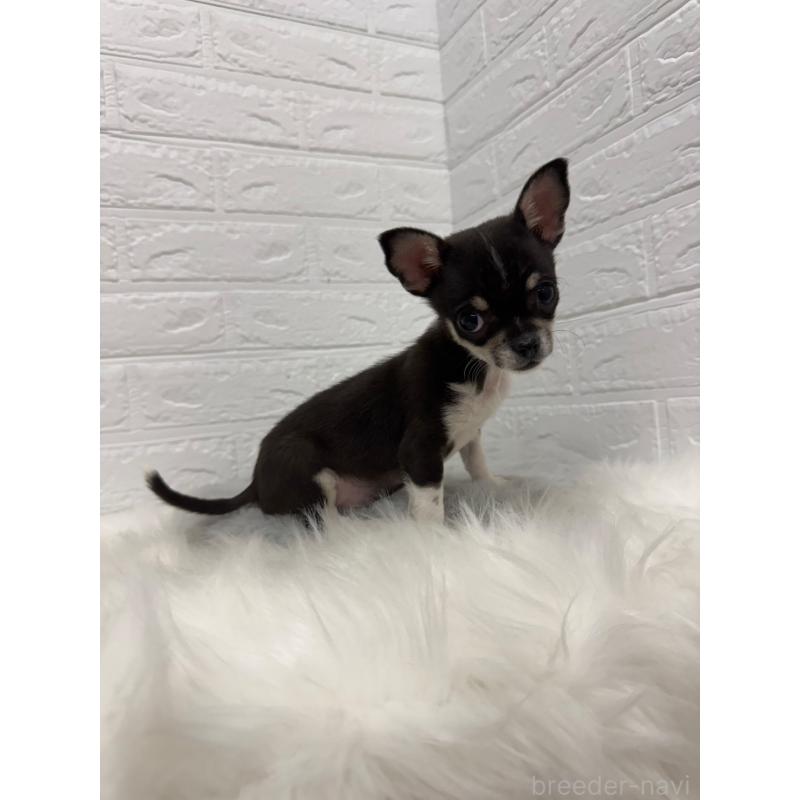 成約済の東京都のチワワ(スムースコート)-430709の3枚目