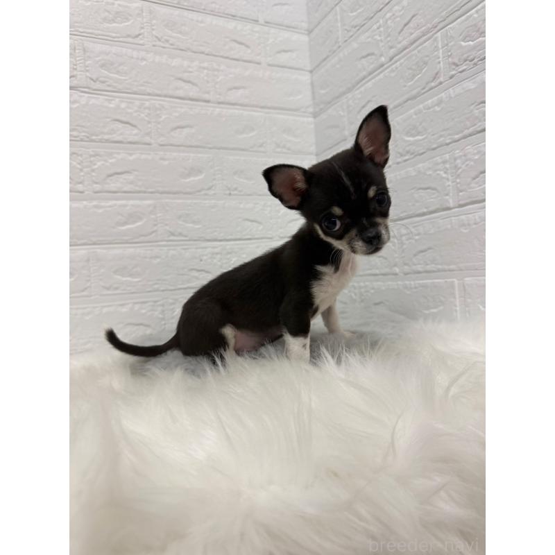 成約済の東京都のチワワ(スムースコート)-430709の2枚目