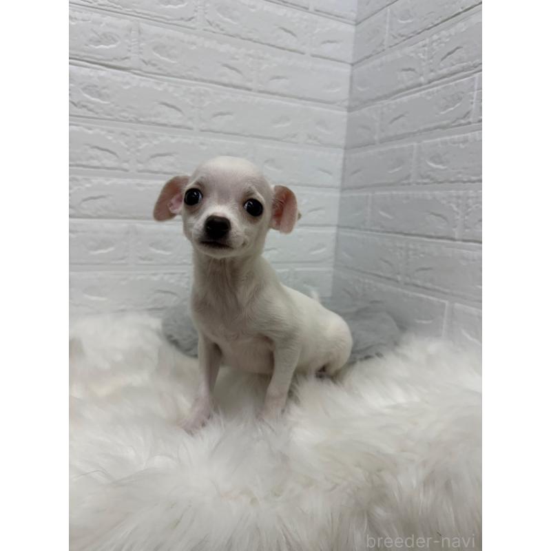 成約済の東京都のチワワ(スムースコート)-428781の5枚目