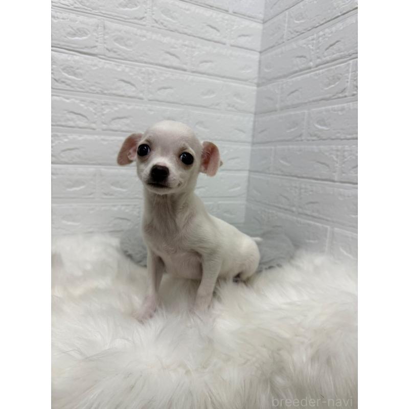 成約済の東京都のチワワ(スムースコート)-428781の4枚目