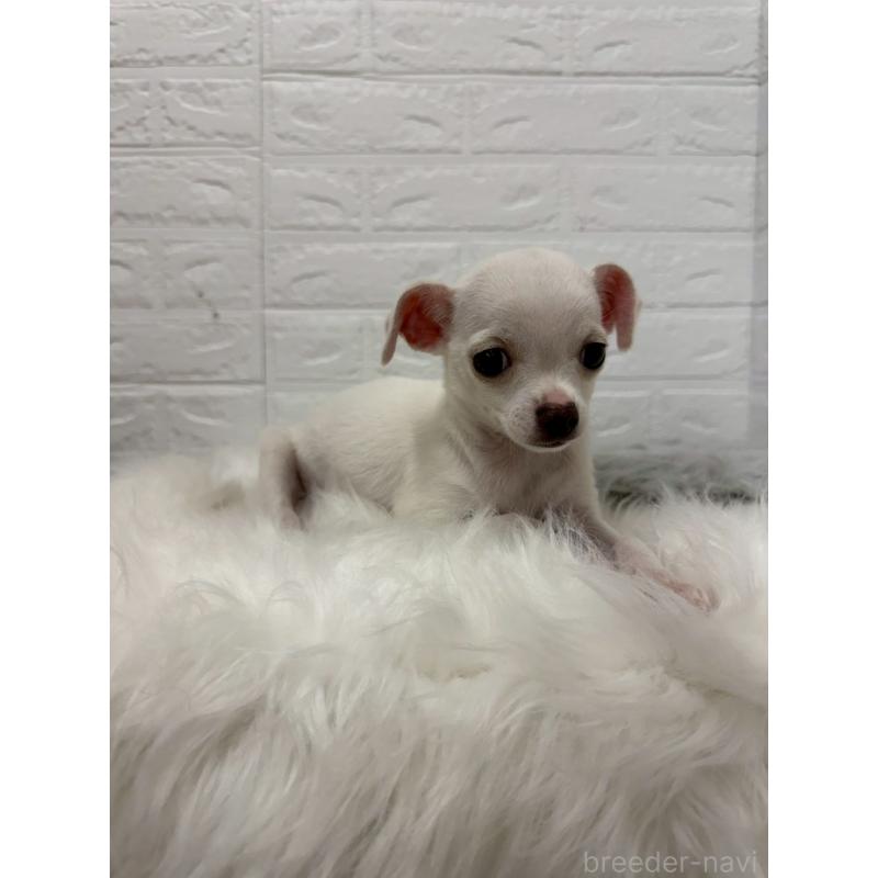 成約済の東京都のチワワ(スムースコート)-428781の2枚目