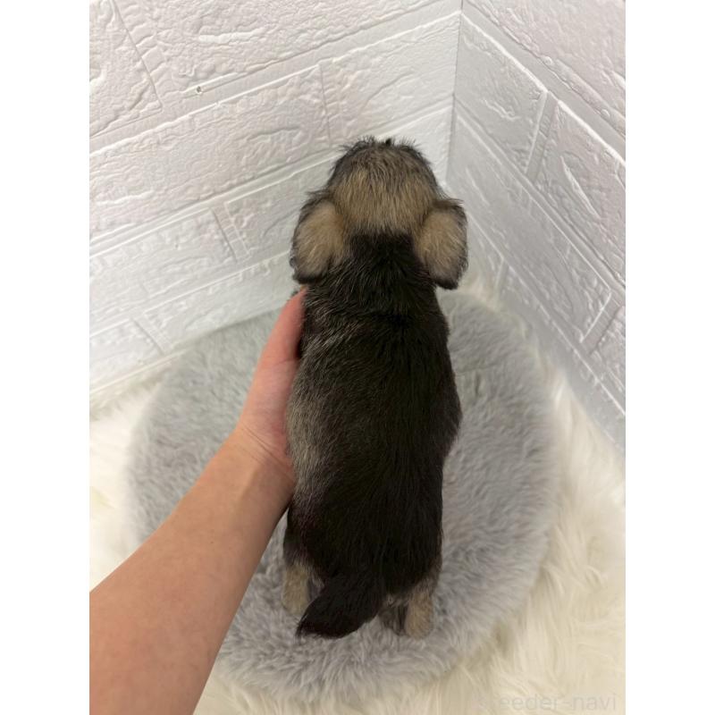 販売中の東京都のミニチュアシュナウザー-436434の12枚目