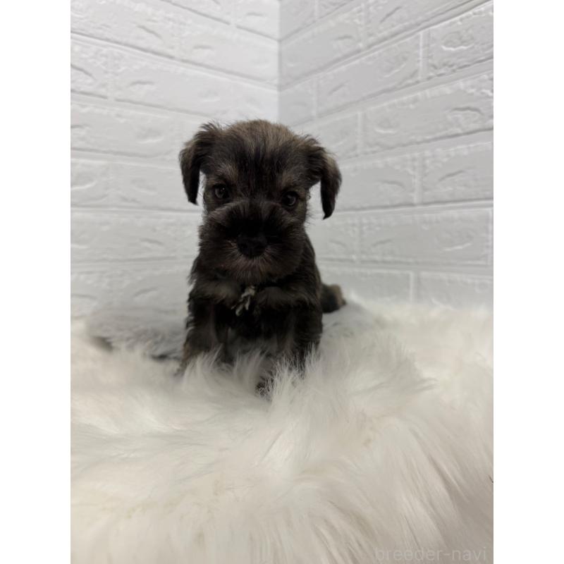 販売中の東京都のミニチュアシュナウザー-436434の10枚目