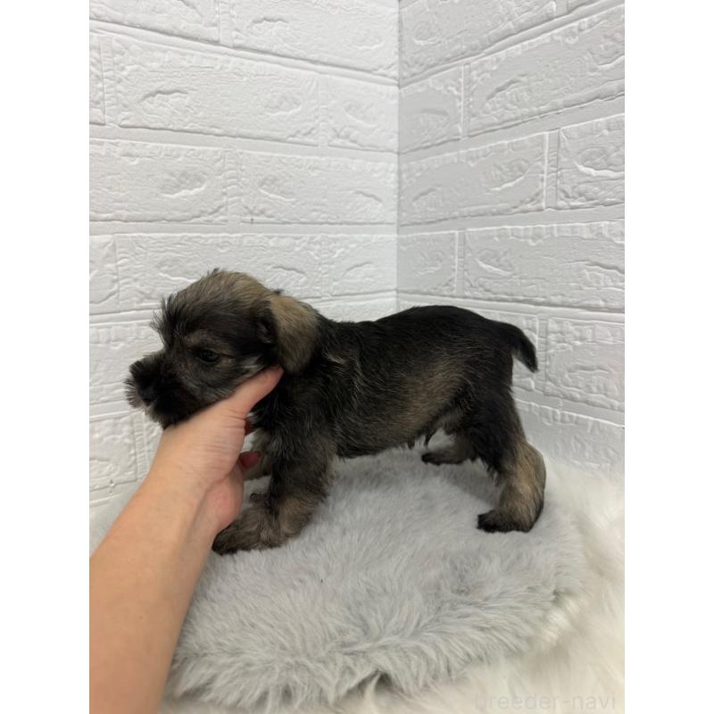 販売中の東京都のミニチュアシュナウザー-436434の9枚目